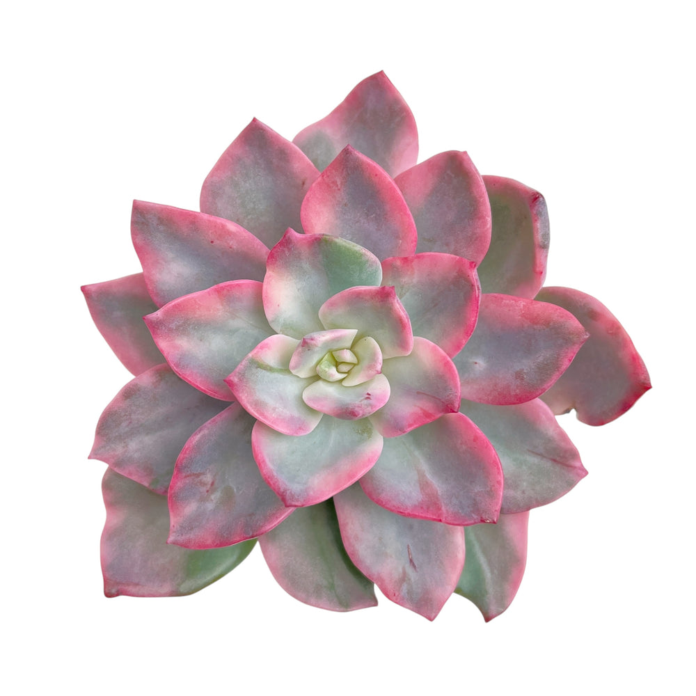 Echeveria Pink Harin Variegata