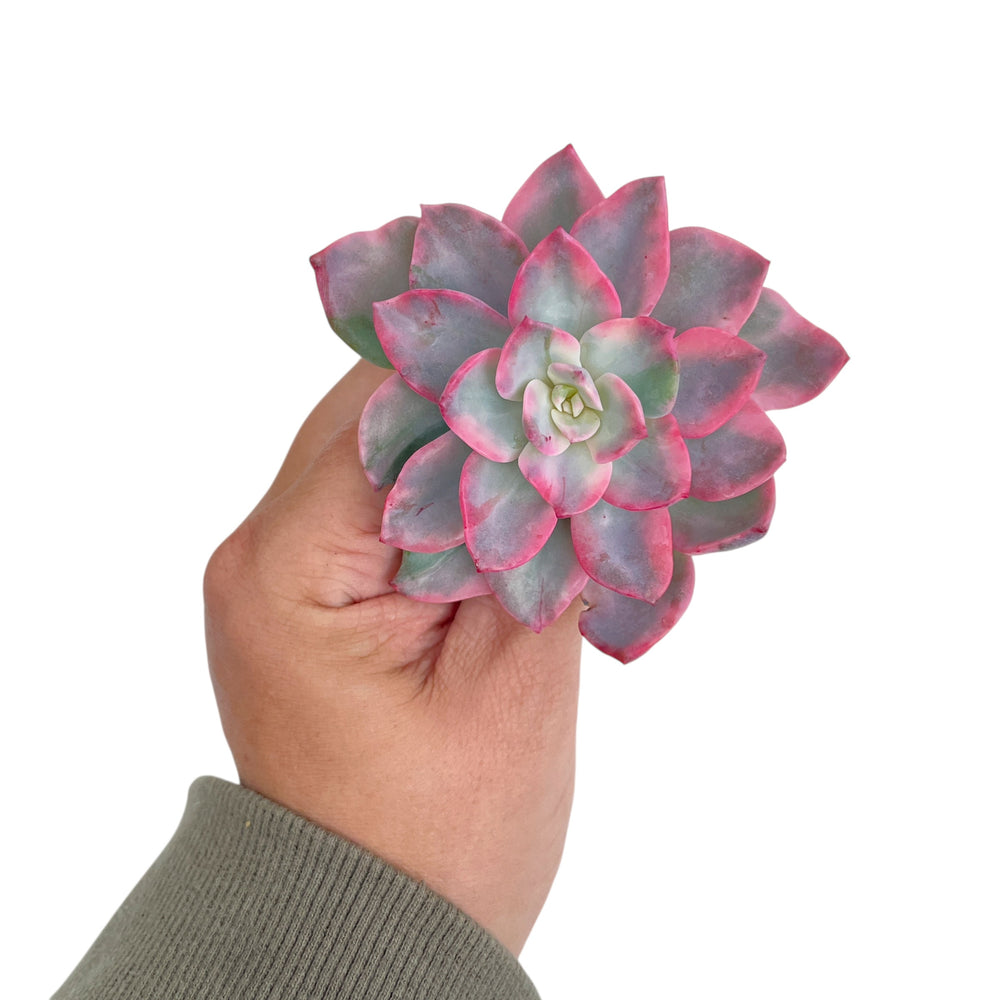 Echeveria Pink Harin Variegata