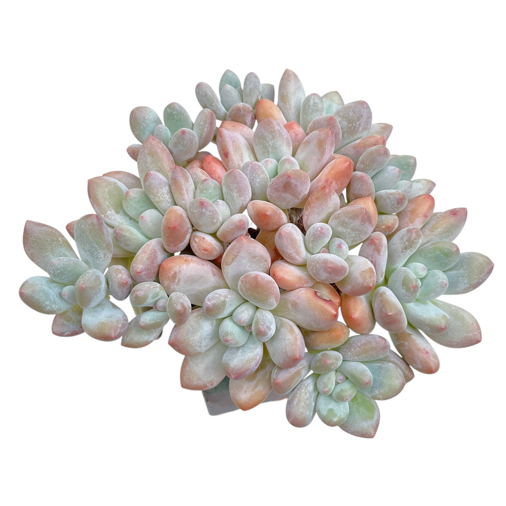 Pachyphytum cv Frevel, Large Cluster