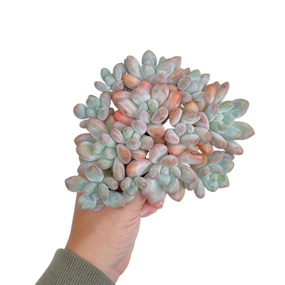 Pachyphytum cv Frevel, Large Cluster