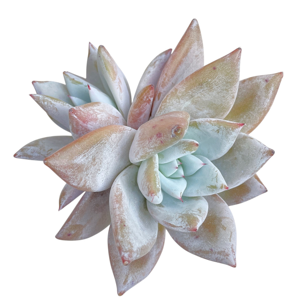 Echeveria Mexican Giant, Double