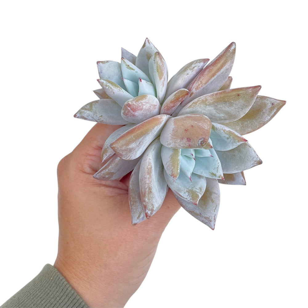 Echeveria Mexican Giant, Double