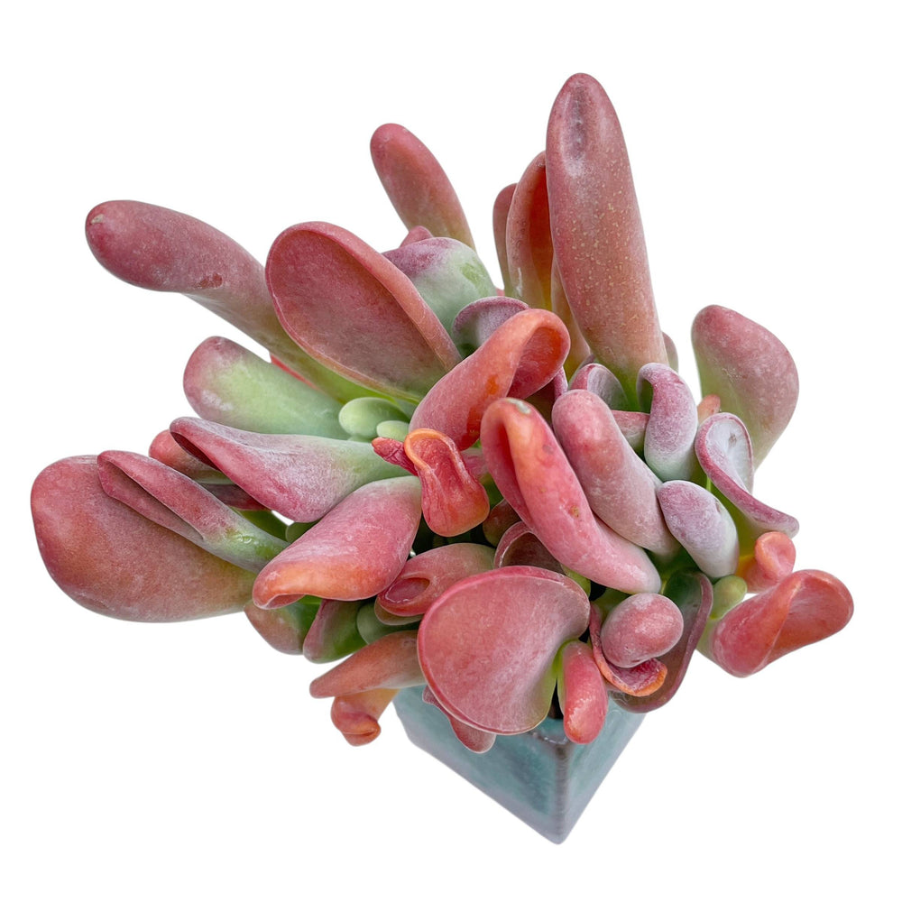 Kalanchoe Hobbit, Large Cluster
