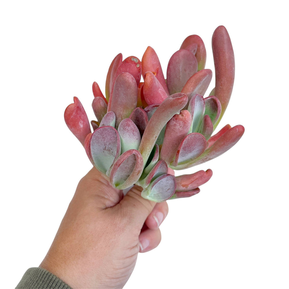Kalanchoe Hobbit, Large Cluster