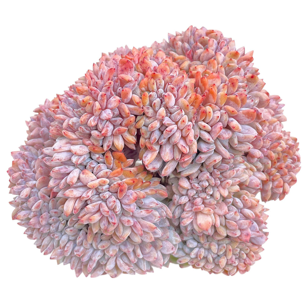 Echeveria Orange Monroe, Massive Cluster