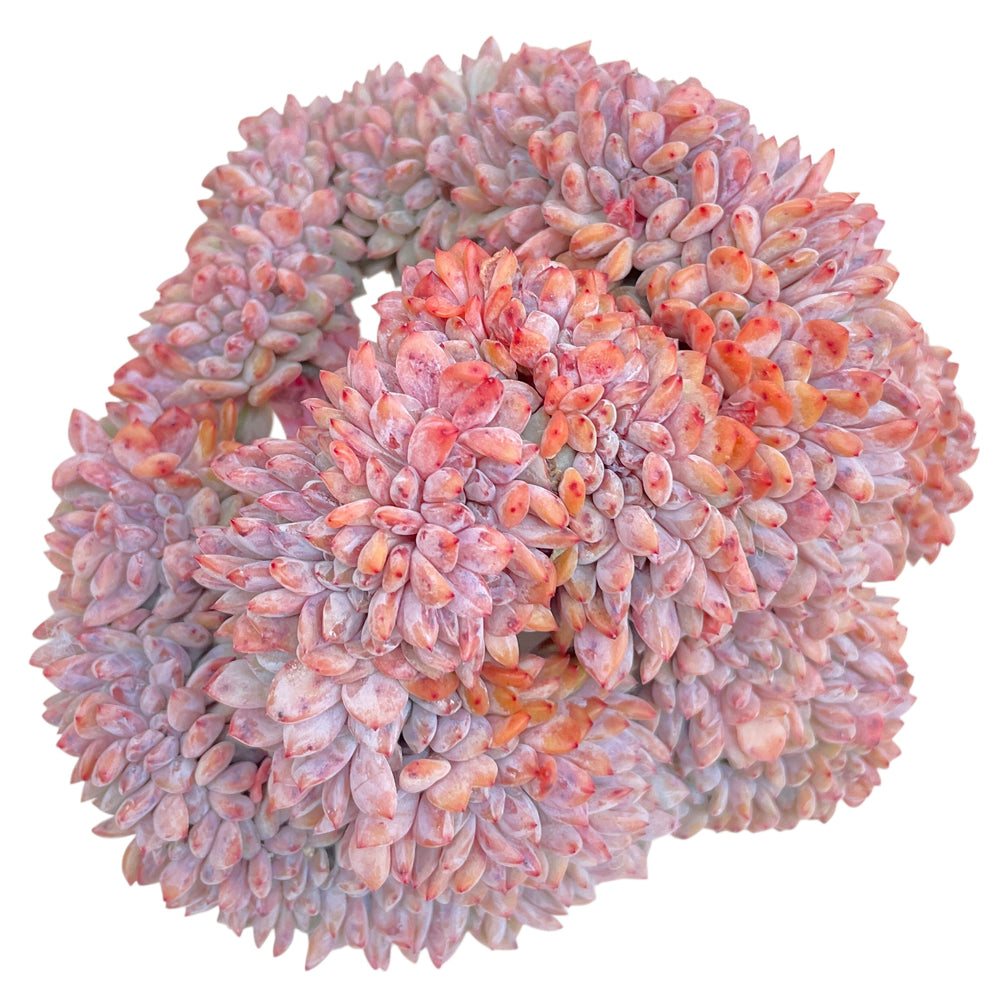 Echeveria Orange Monroe, Massive Cluster