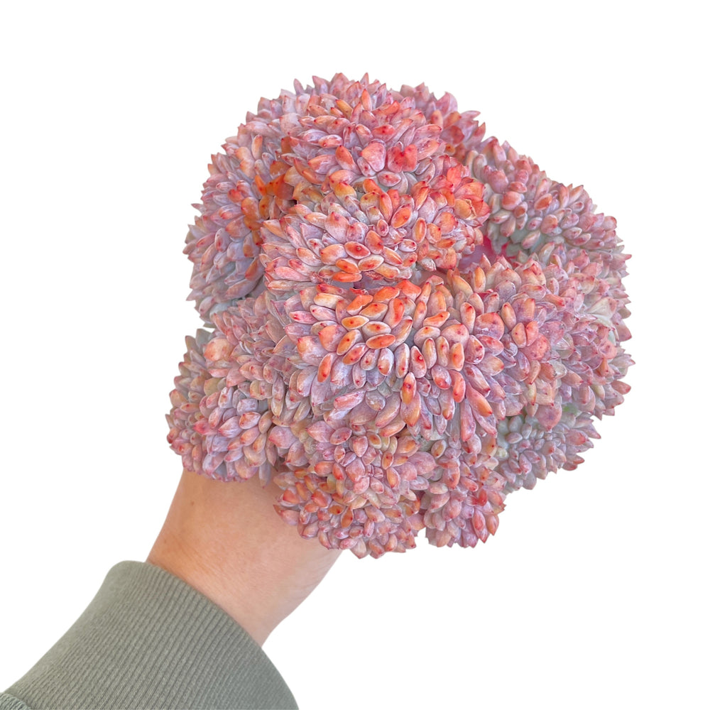 Echeveria Orange Monroe, Massive Cluster