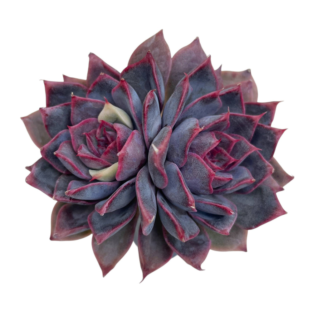Echeveria Dior, Lightly Variegated Double