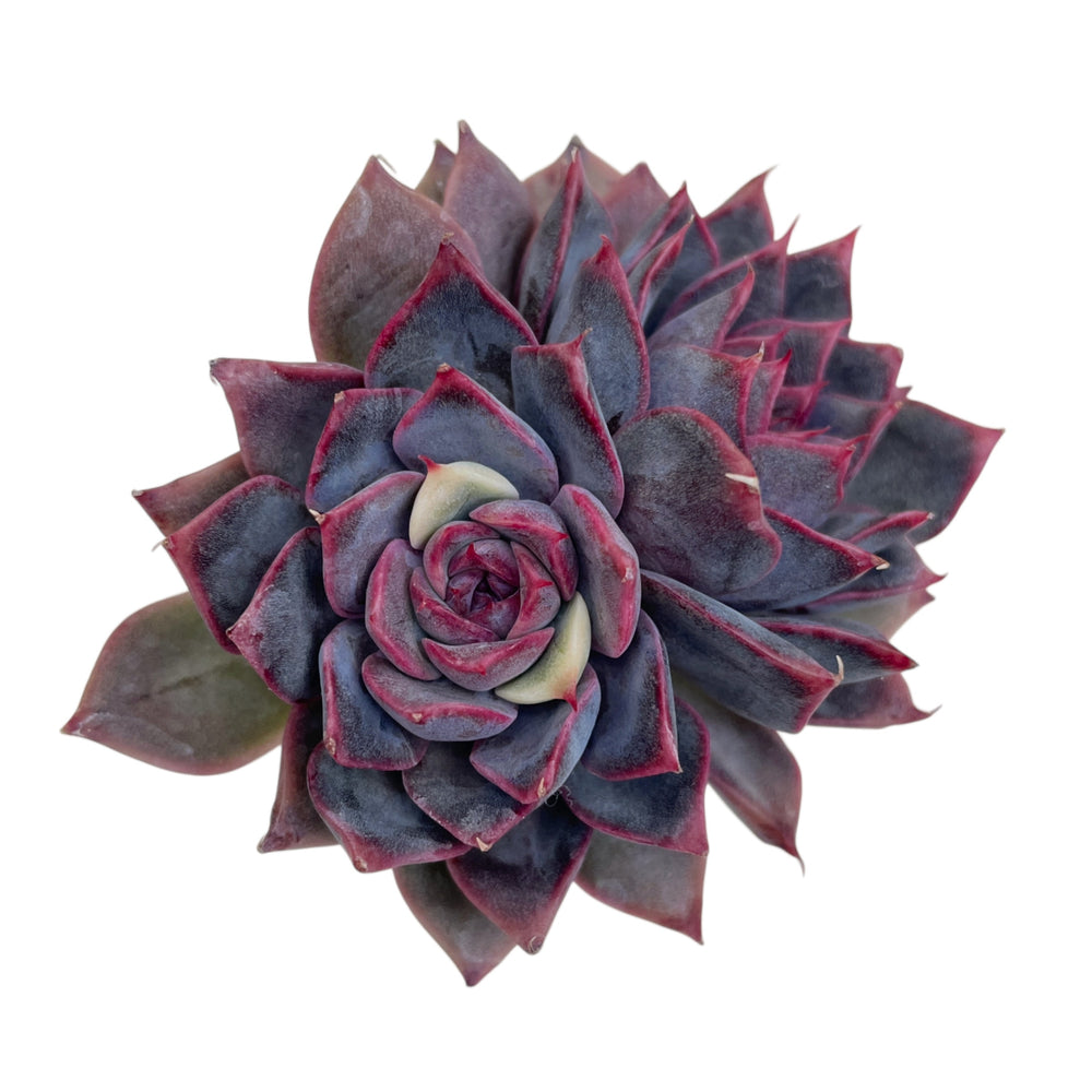 Echeveria Dior, Lightly Variegated Double