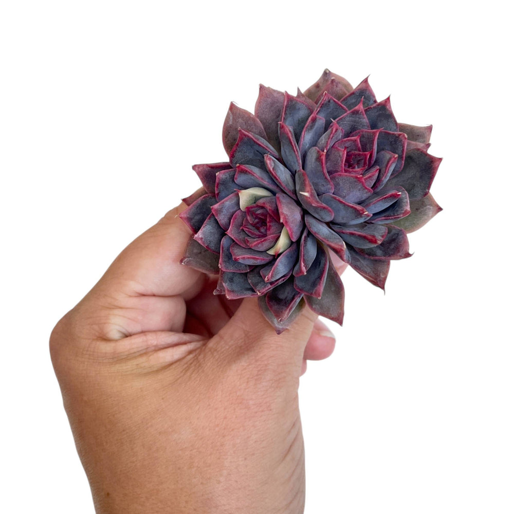 Echeveria Dior, Lightly Variegated Double
