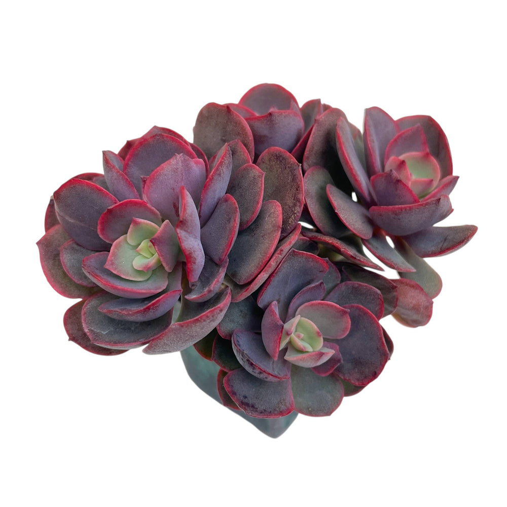 Echeveria Juliana Cluster