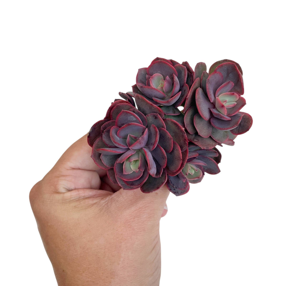 Echeveria Juliana Cluster