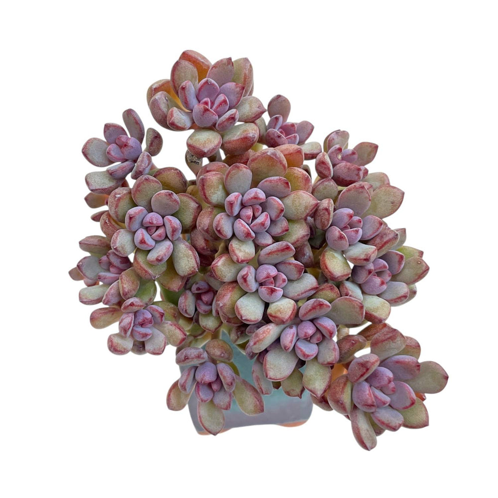 Graptoveria Purple Dream Cluster