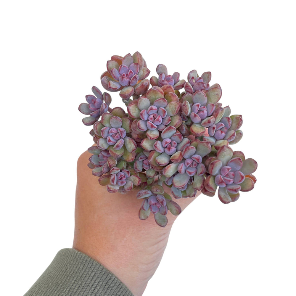 Graptoveria Purple Dream Cluster