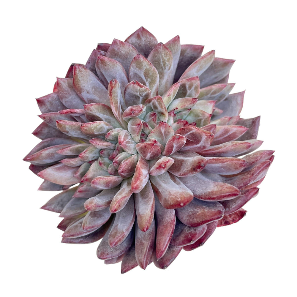 Echeveria Odette Cristata