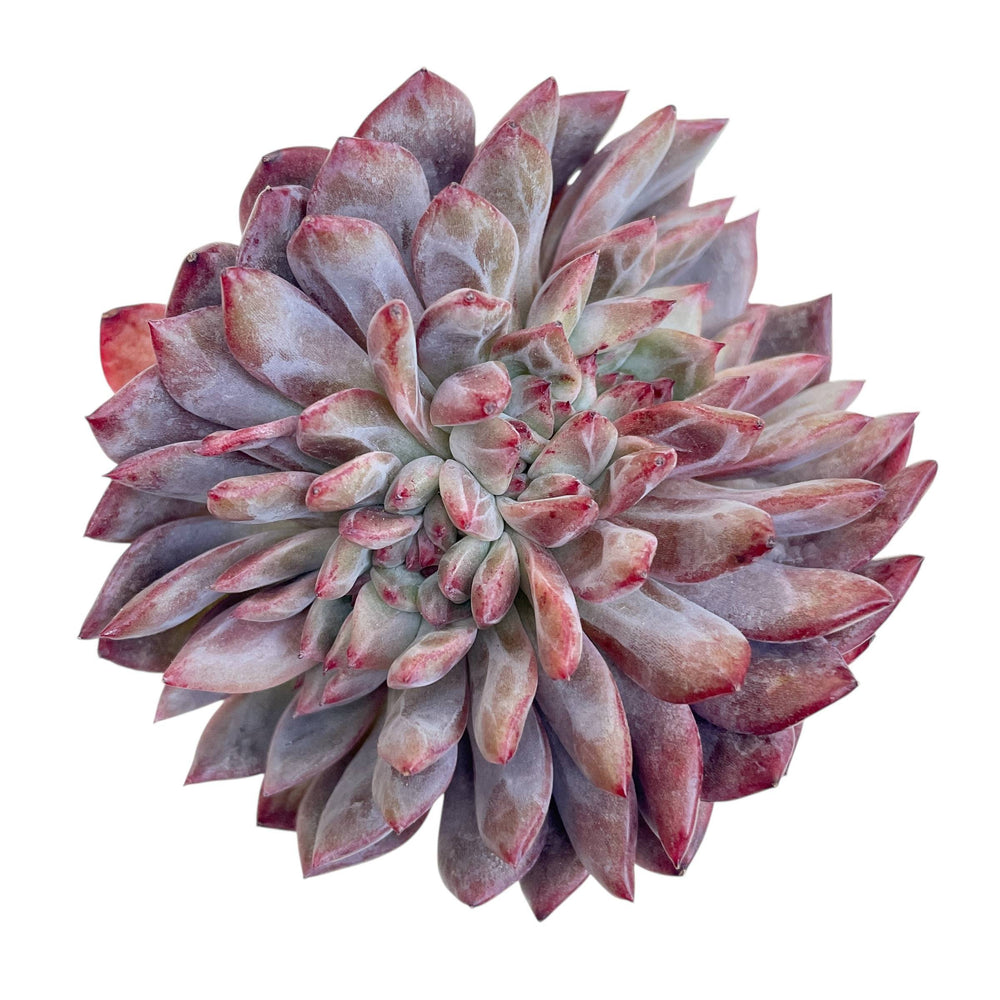 Echeveria Odette Cristata