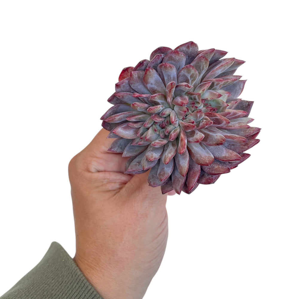 Echeveria Odette Cristata