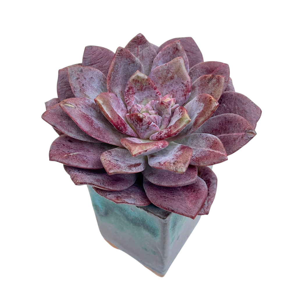 NEW! Echeveria Purple Salon
