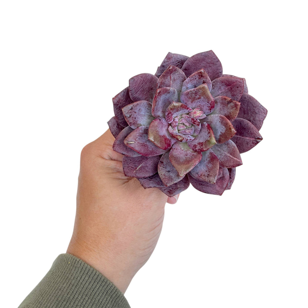 NEW! Echeveria Purple Salon