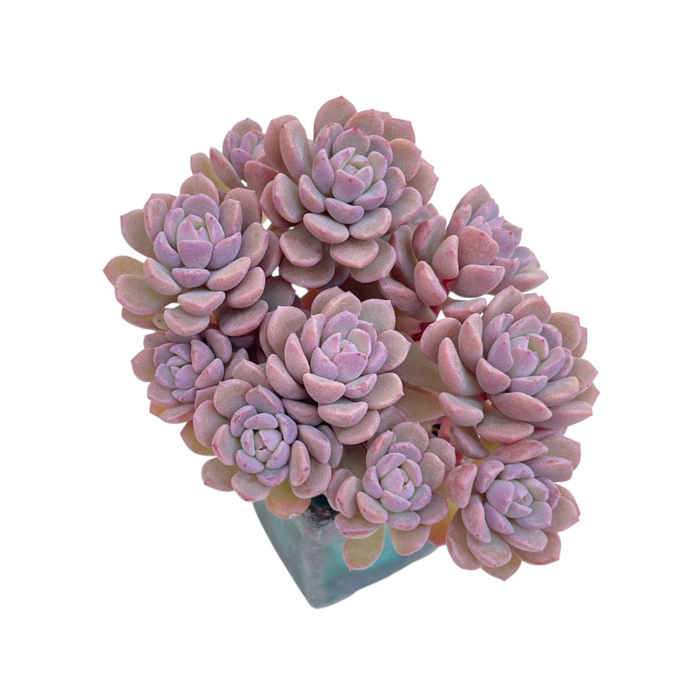 NEW! Echeveria Pink Diorama