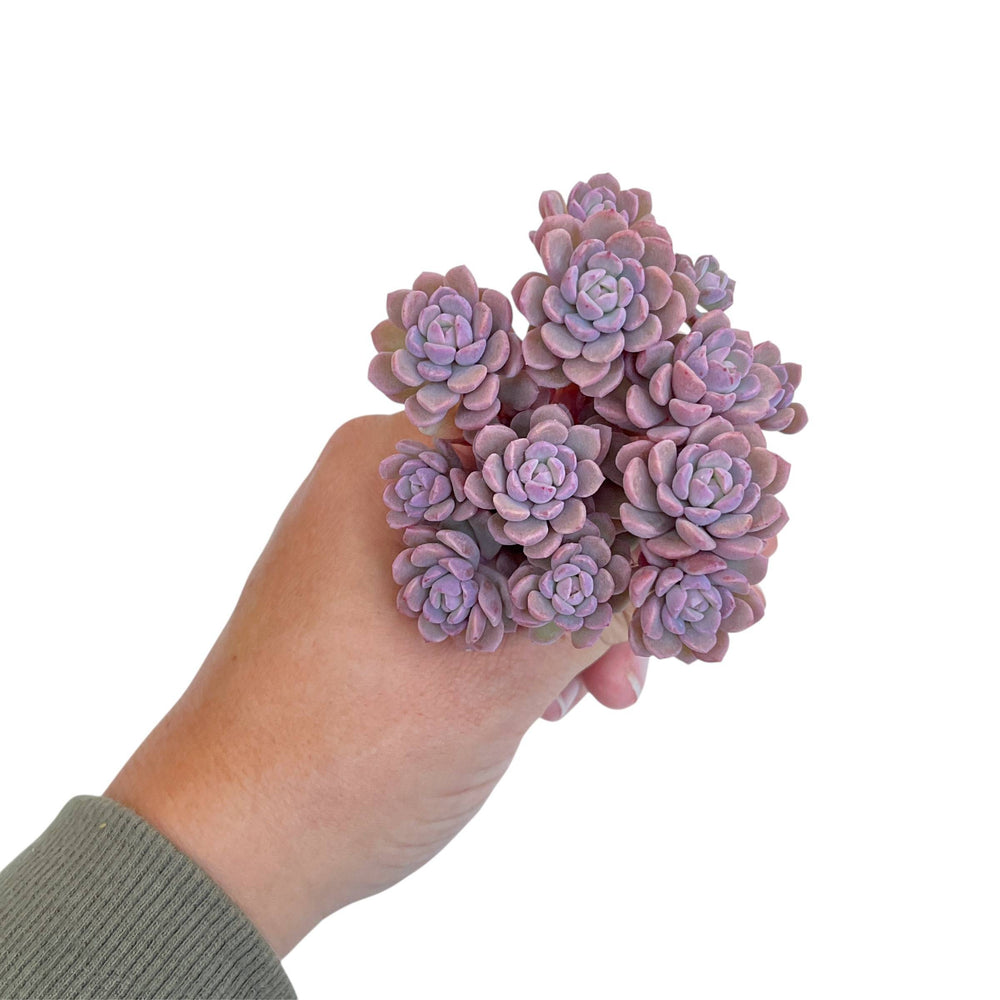 NEW! Echeveria Pink Diorama