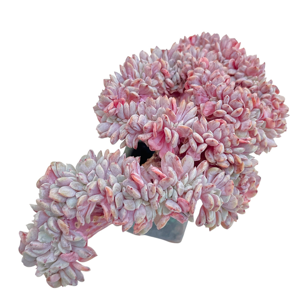 Echeveria Lapine, Cristata