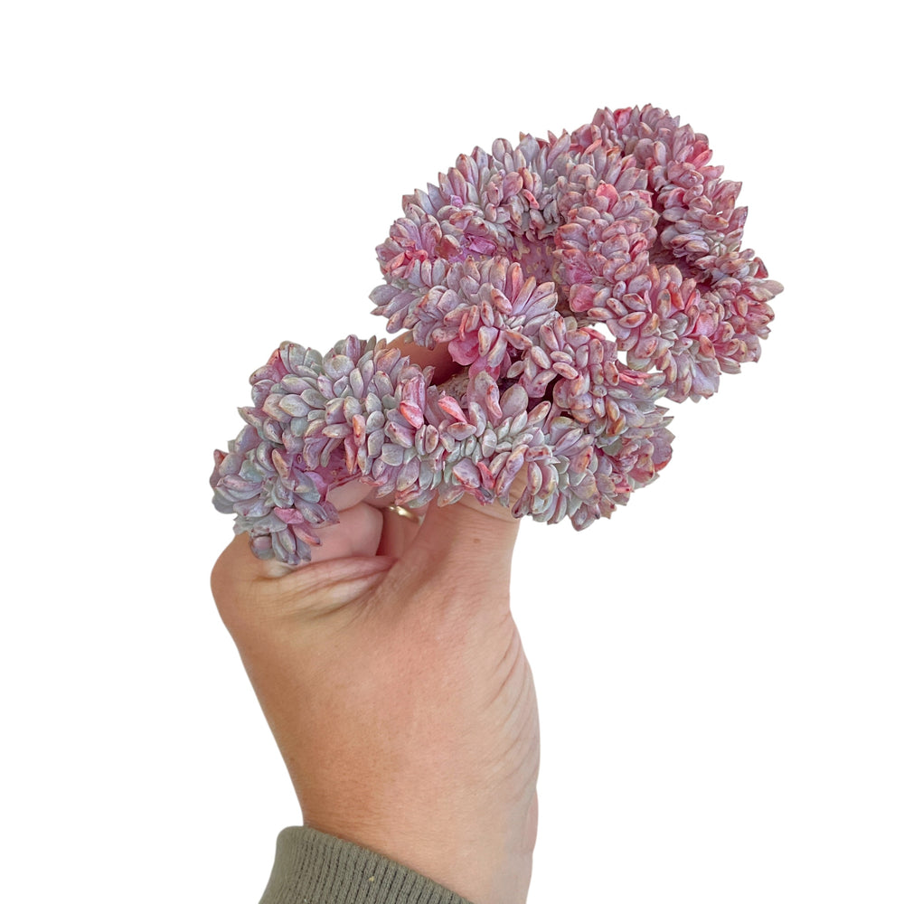 Echeveria Lapine, Cristata