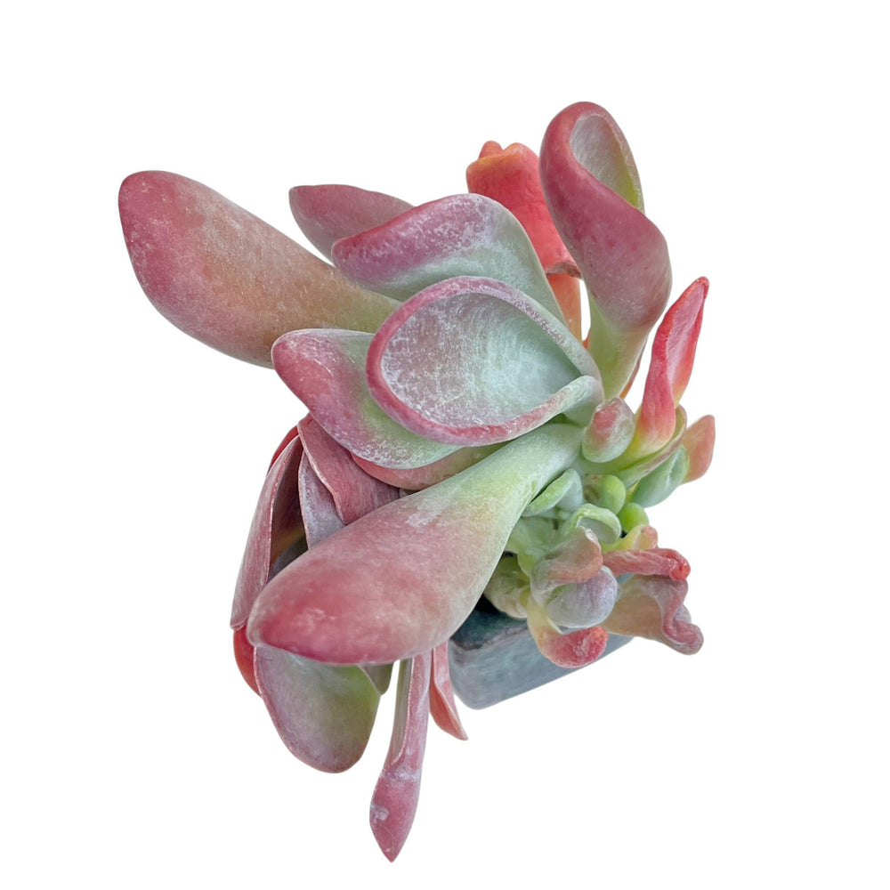 Kalanchoe Hobbit, Small Cluster
