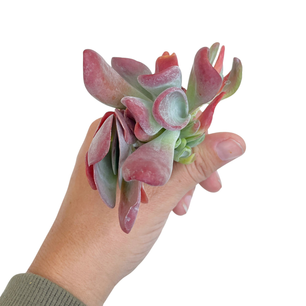 Kalanchoe Hobbit, Small Cluster