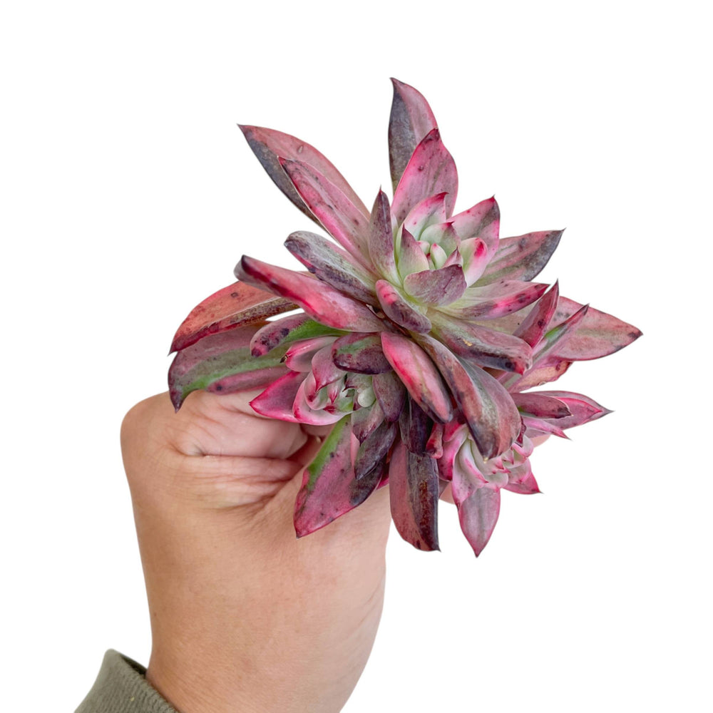 UNICORN! Echeveria Rejonggeum, Variegata