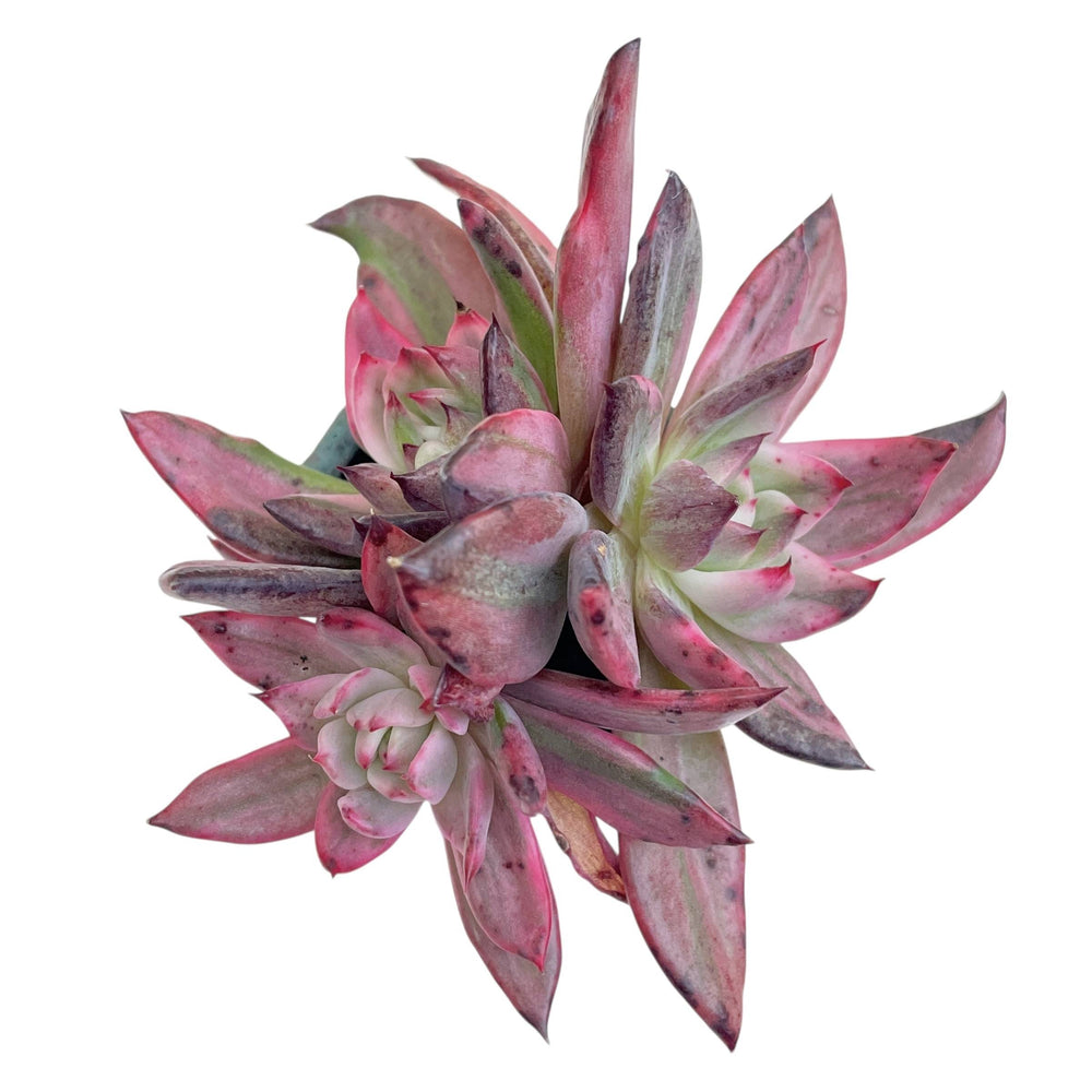 UNICORN! Echeveria Rejonggeum, Variegata