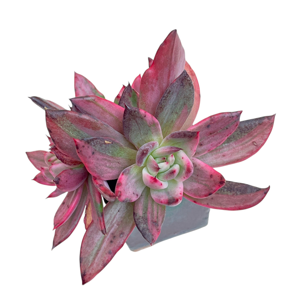 UNICORN! Echeveria Rejonggeum, Variegata