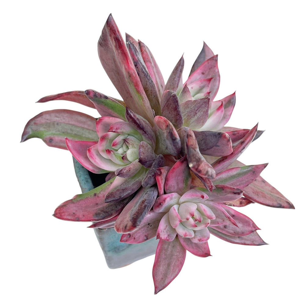 UNICORN! Echeveria Rejonggeum, Variegata