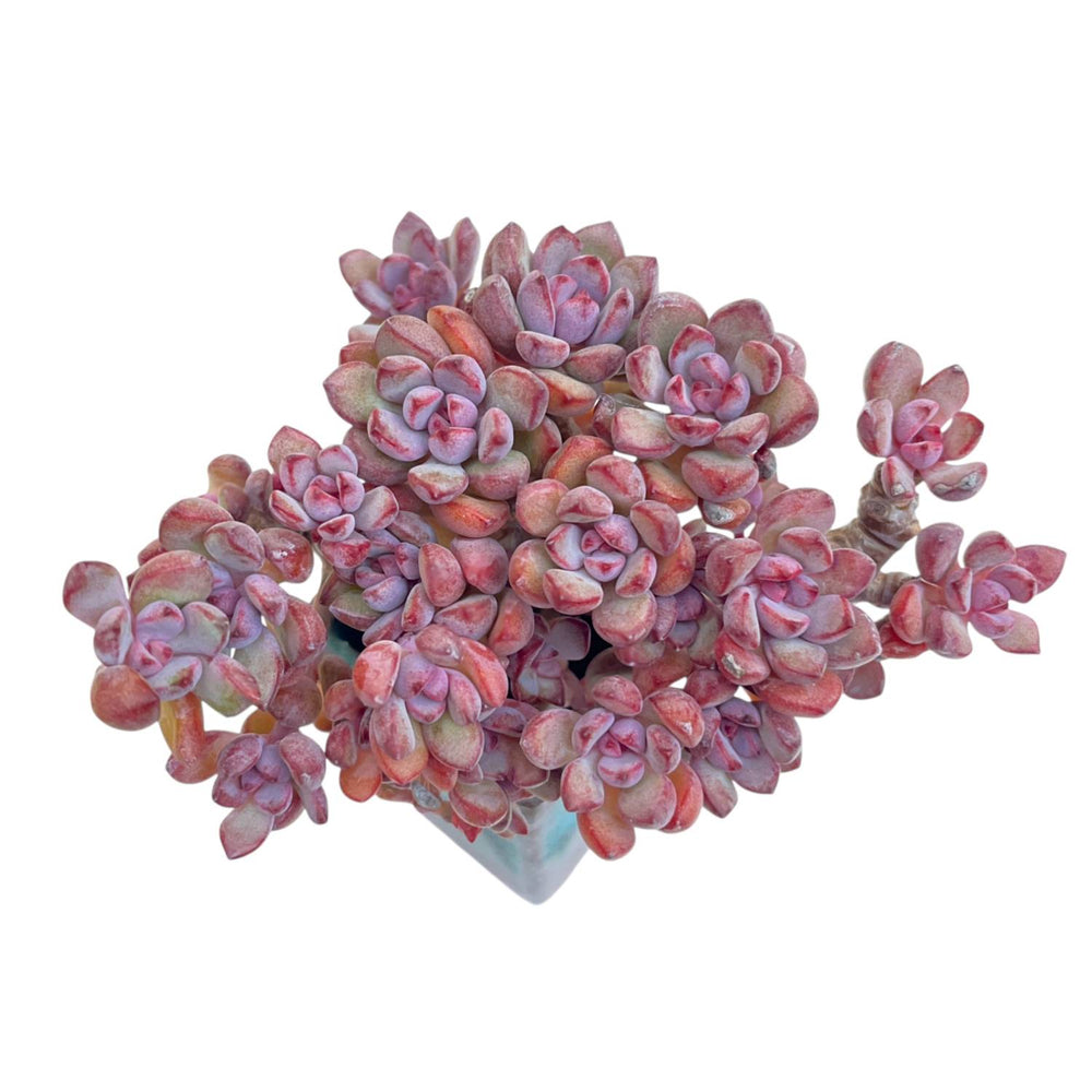 Graptoveria Purple Dream Cluster