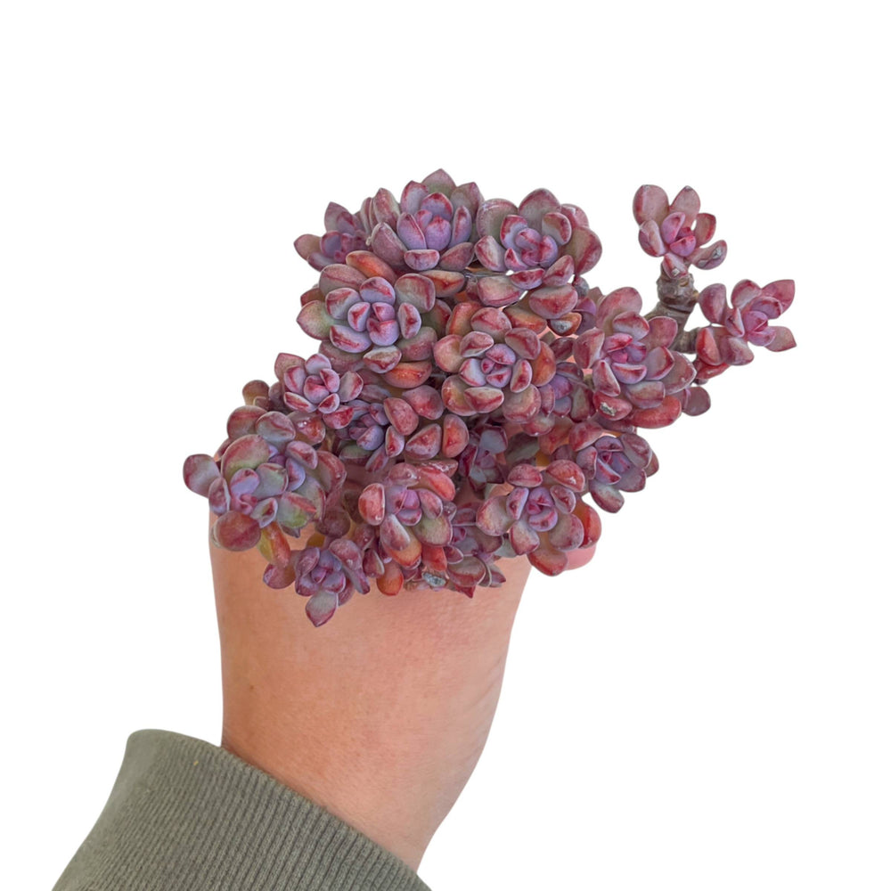 Graptoveria Purple Dream Cluster