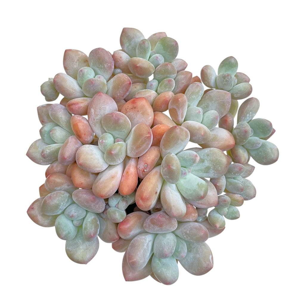Pachyphytum cv Frevel, Large Cluster