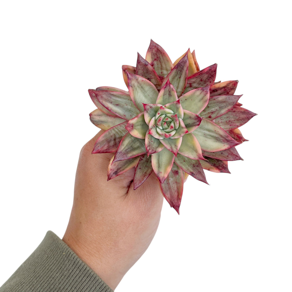 Echeveria Leopard Silver, Variegata
