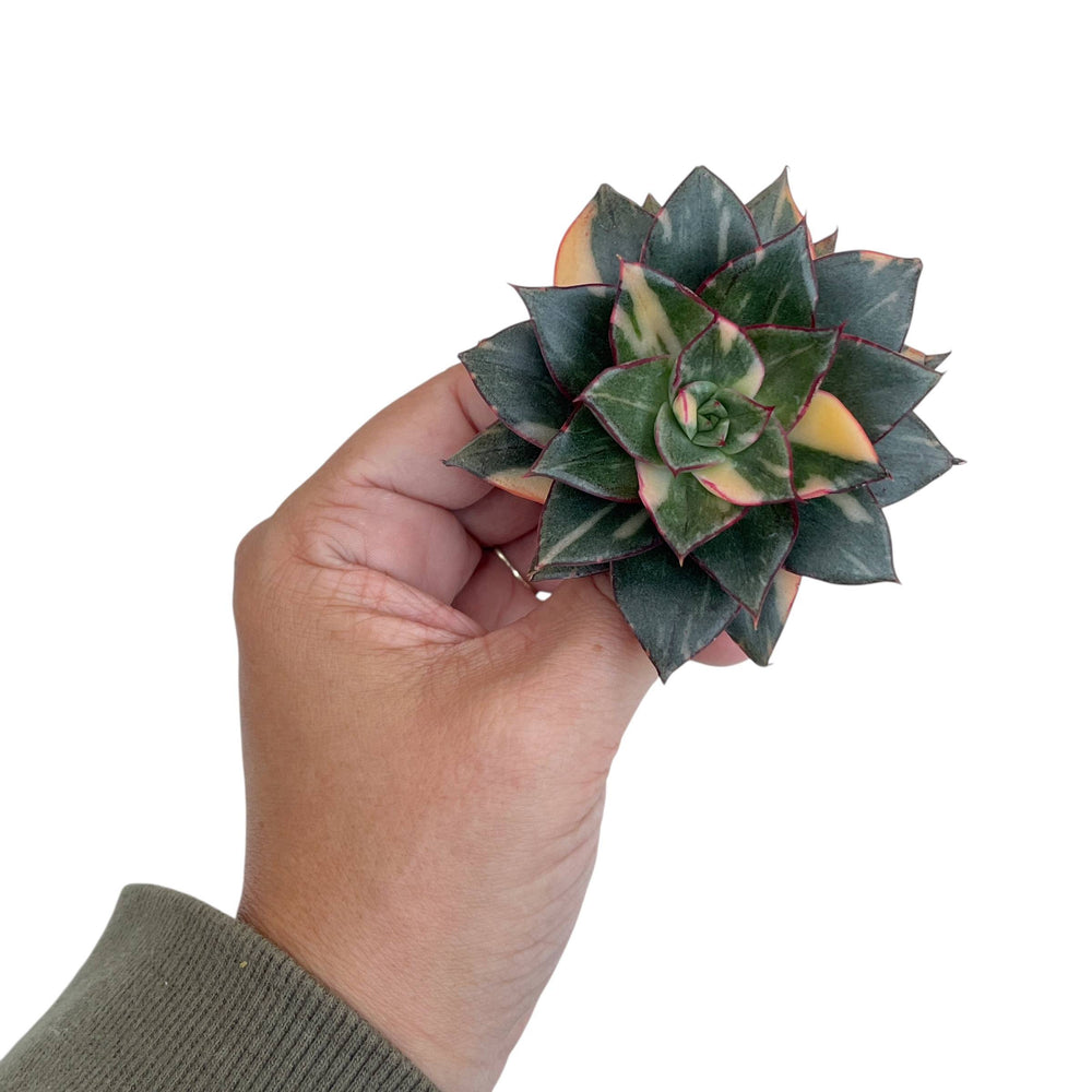 Echeveria Monocerotis, Variegata