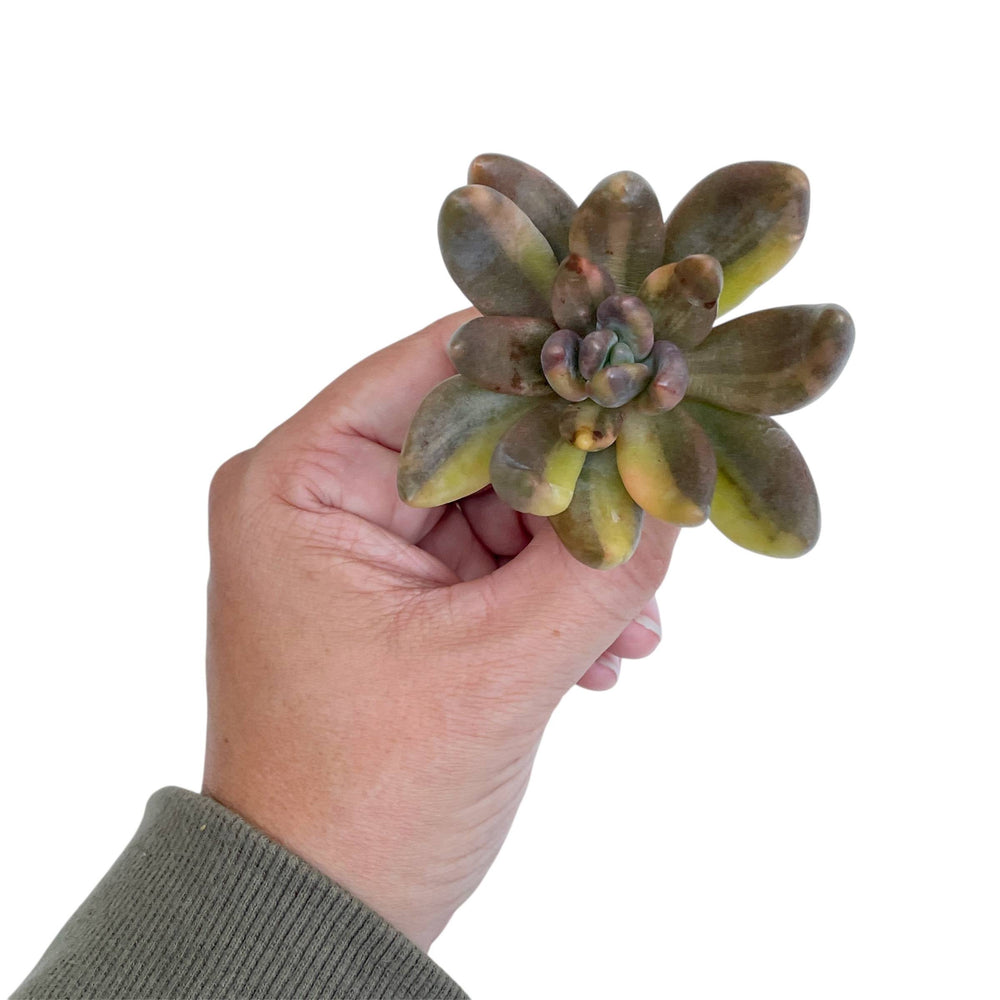 Pachyveria Oviferum cv Shireiden