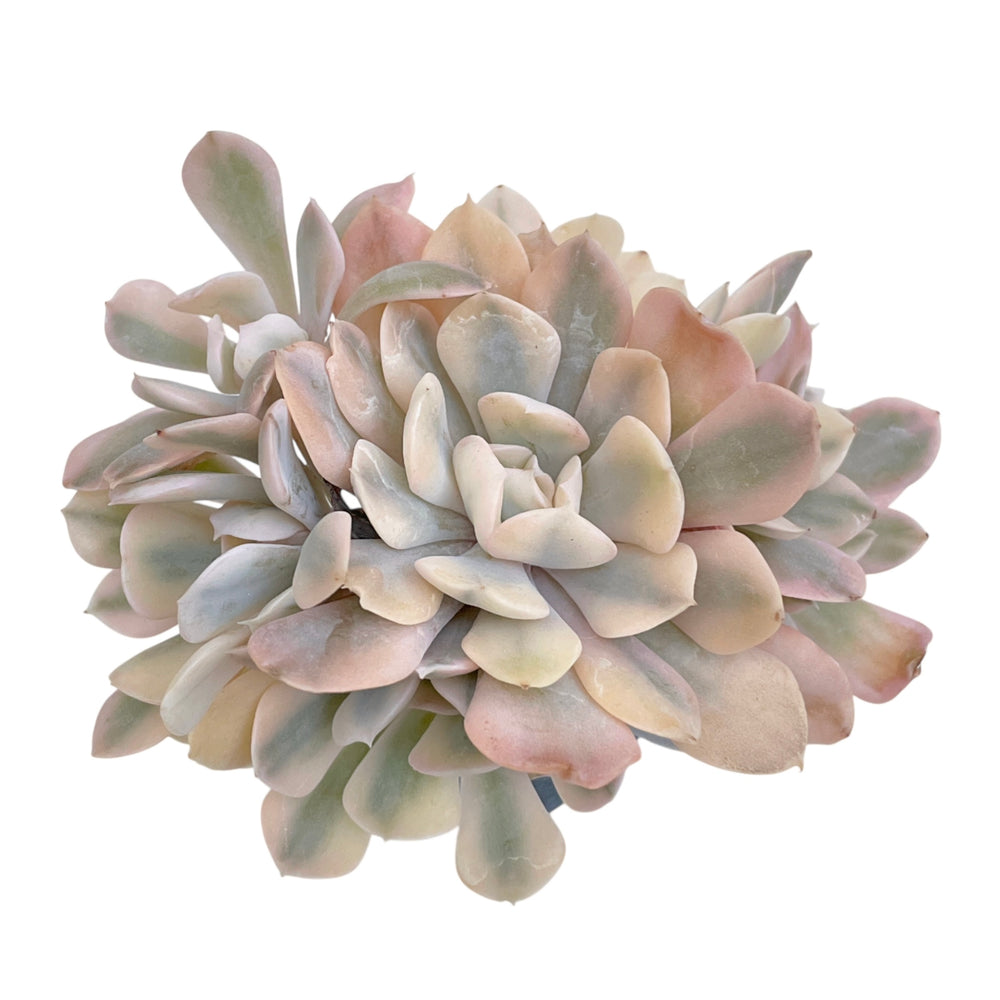 Echeveria Saffron, Variegated Cluster