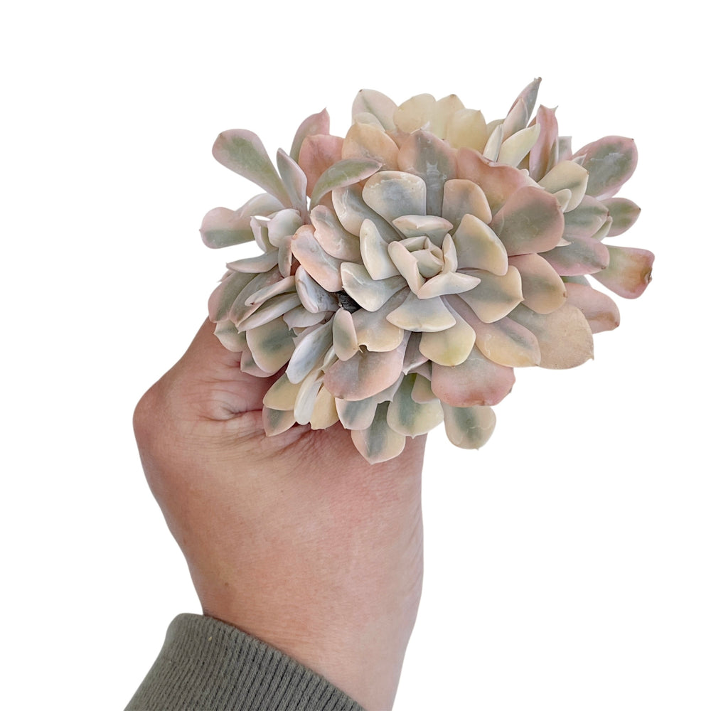 Echeveria Saffron, Variegated Cluster