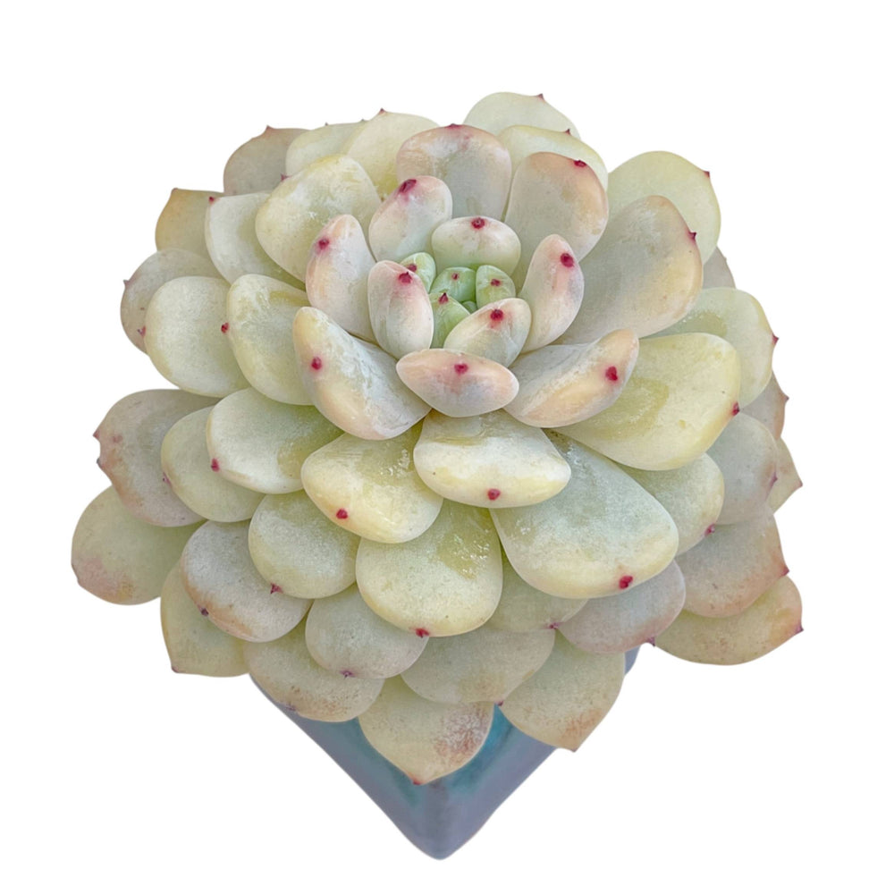 Echeveria Viyant, Variegata