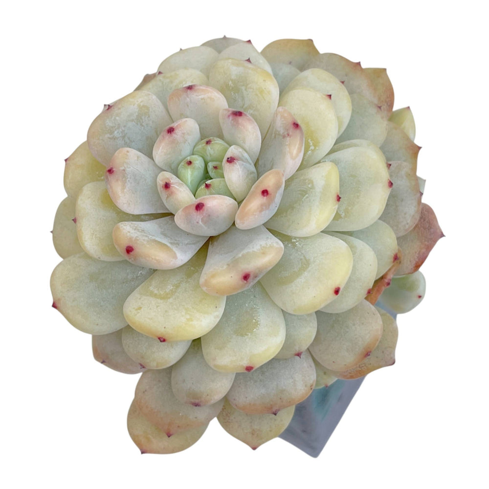 Echeveria Viyant, Variegata
