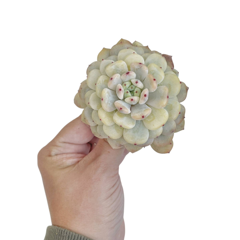 Echeveria Viyant, Variegata