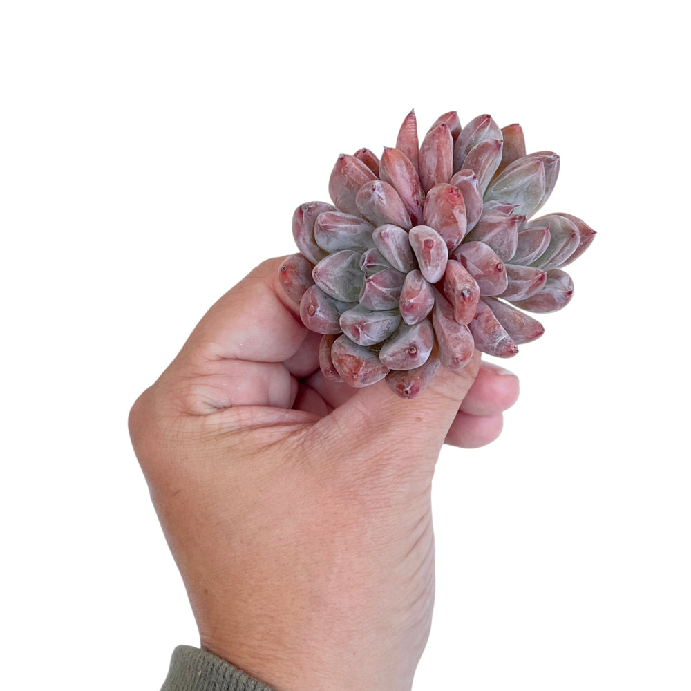 Echeveria Cielo, Double