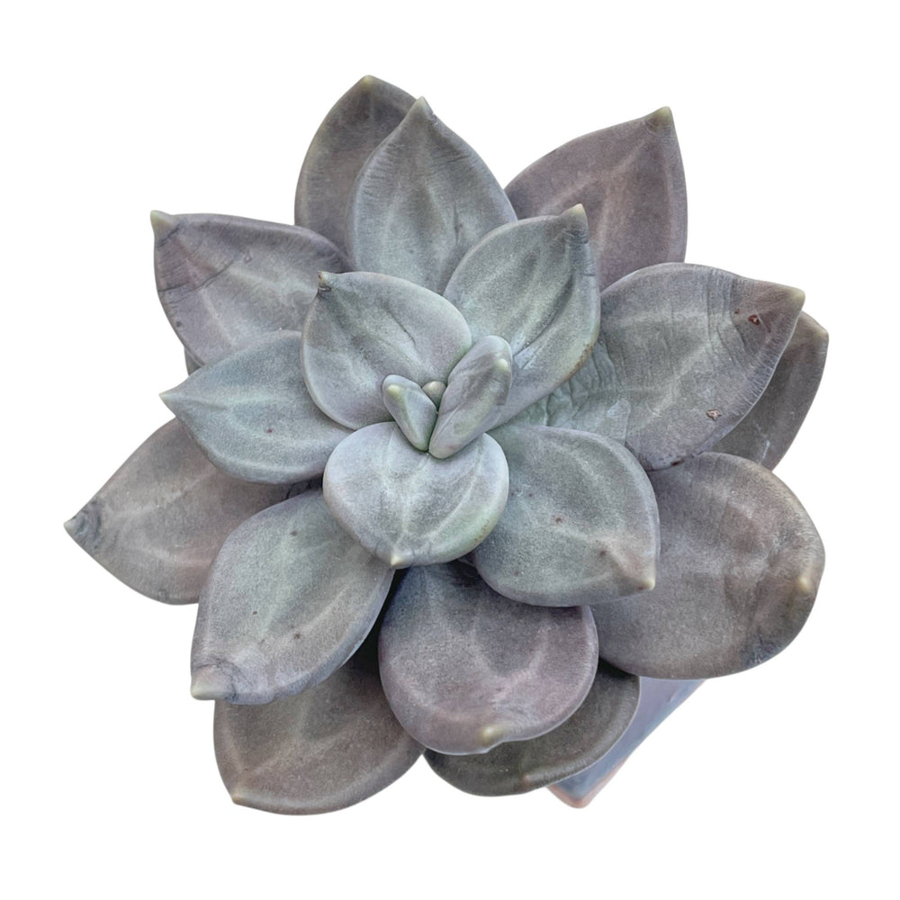 Echeveria Xichuensis