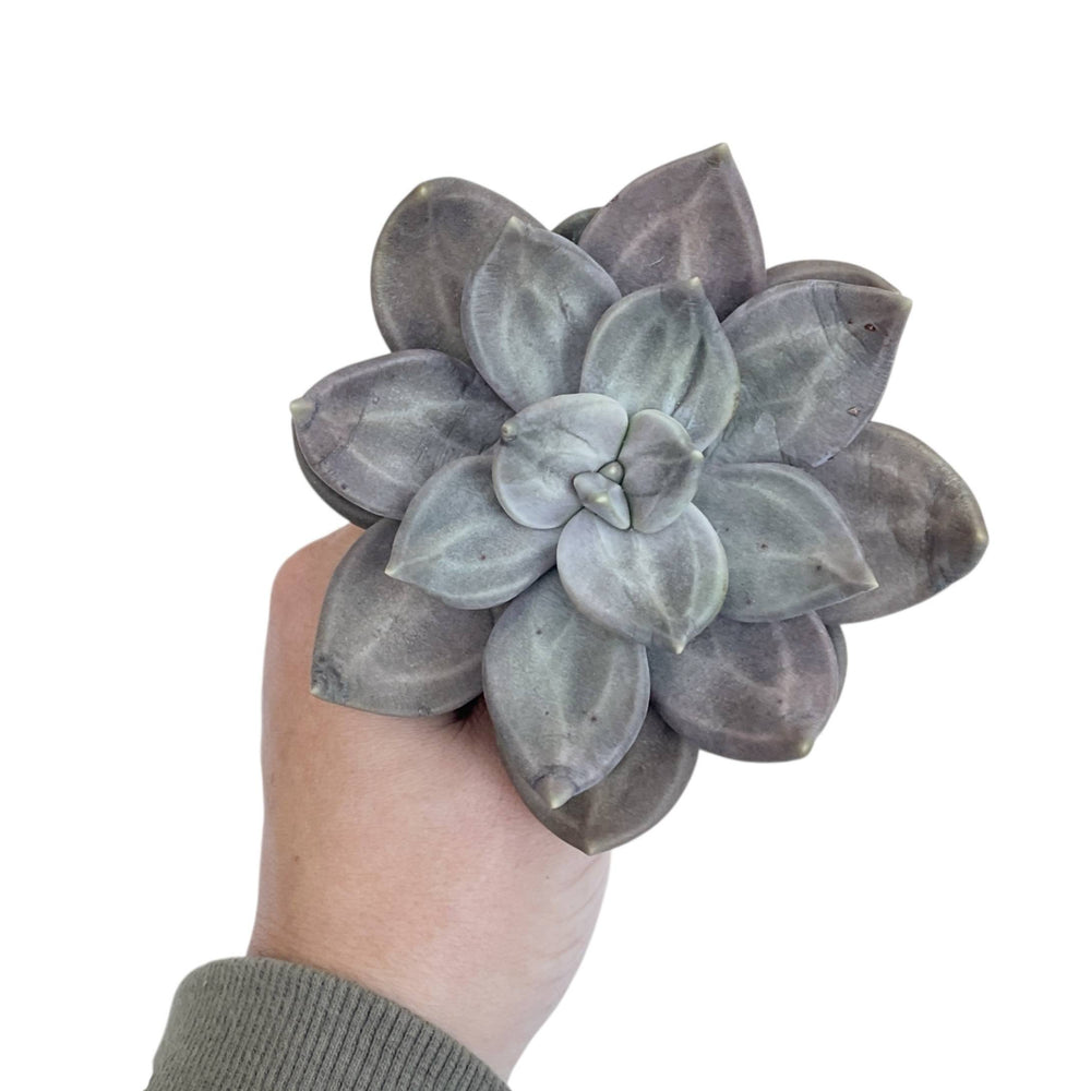 Echeveria Xichuensis