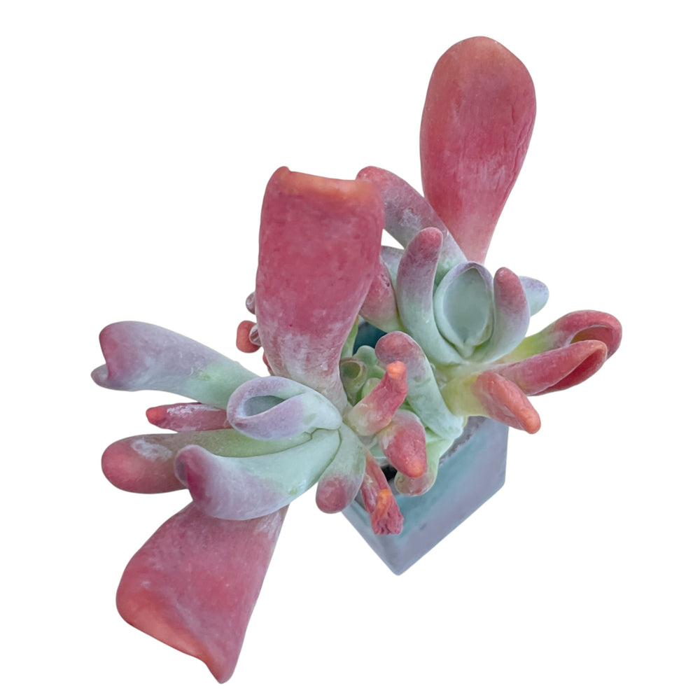 Kalanchoe Hobbit, Medium Cluster