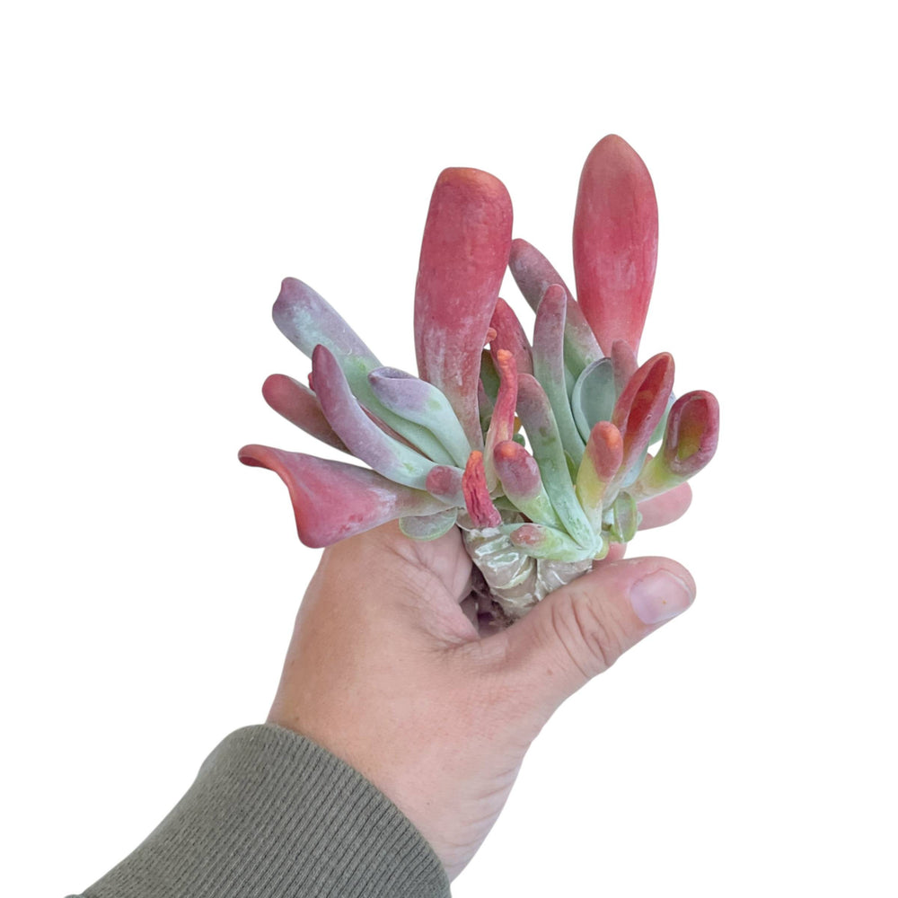 Kalanchoe Hobbit, Medium Cluster