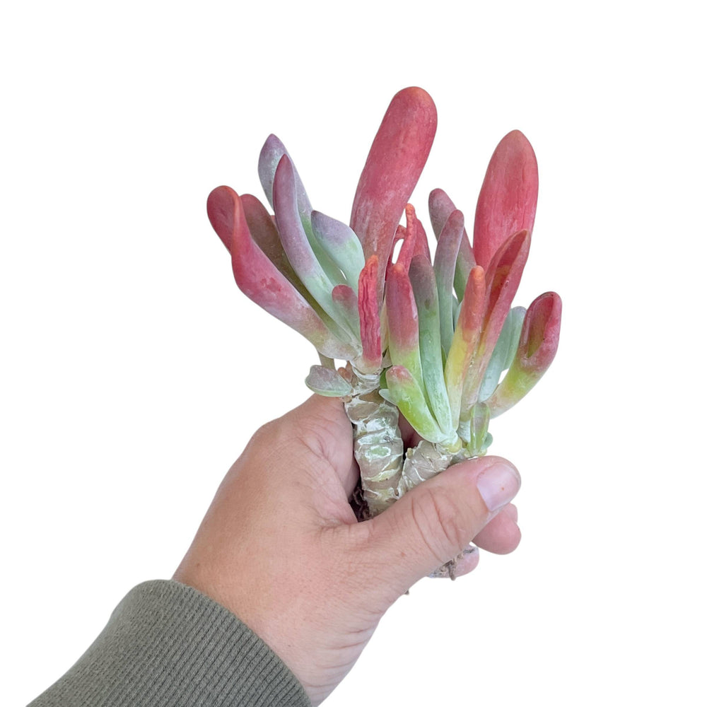 Kalanchoe Hobbit, Medium Cluster